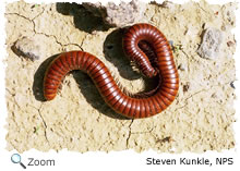 millipede