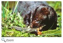Mink Eating
