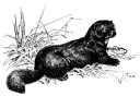 mink