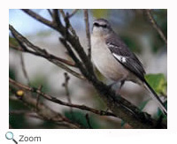 Northern Mockingbird