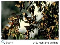 Monarchs