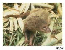 mongoose