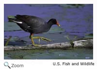 Common Moorhen