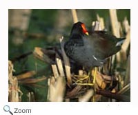 Common Moorhen