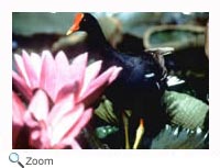 Common Moorhen