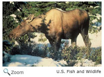Moose