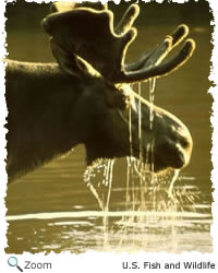 Moose