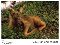 Moose calf