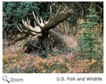 Bull Moose