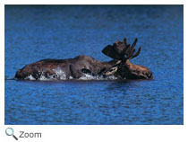 Moose