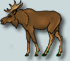 moose
