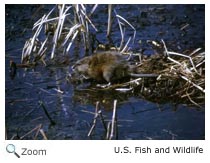 Muskrat