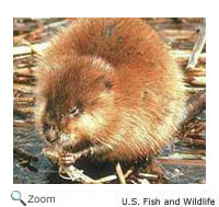Muskrat