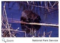 Muskrat