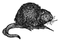 muskrat