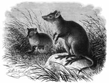 musky rat kangaroo