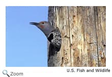 Northern Flicker