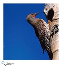 Northern Flicker