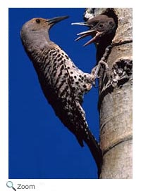 Northern Flicker