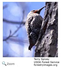 Northern Flicker