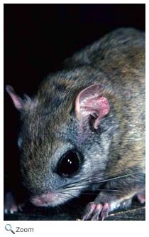 Northern Flying Squirrel