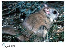 Northern Flying Squirrel