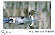 Northern Pintail