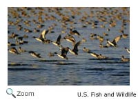 Northern Pintail pair