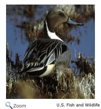 Northern Pintail pair