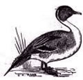 Northern Pintail
