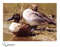 northernshoveler