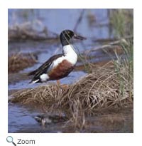 northernshoveler