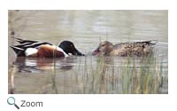 northernshoveler