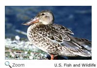 northernshoveler
