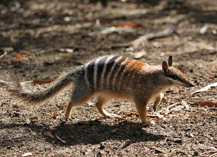 Myrmecobiidae Numbat Wildlife Journal Junior Myrmecobiidae Numbat Wildlife Journal Junior