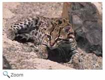 Ocelot