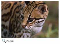 Ocelot