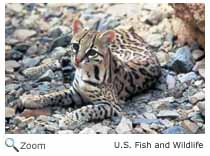 Ocelot