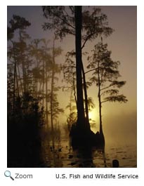 Okefenokee Swamp