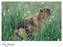 Olympic Marmot