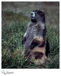 Olympic Marmot