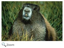 Olympic Marmot