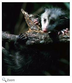 Opossum