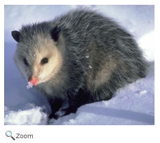 Opossum