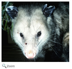 Opossum