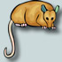 opossum