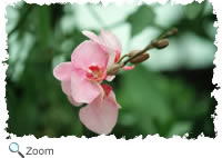 Orchid