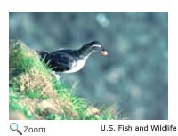 Parakeet Auklet