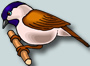 bird