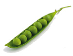 Garden Pea
